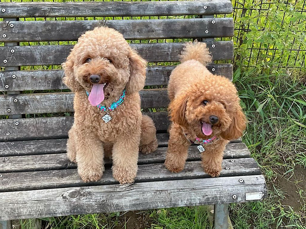 飼育放棄された保護犬「Sunnyくん」と「Soraちゃん」を家族に迎えた